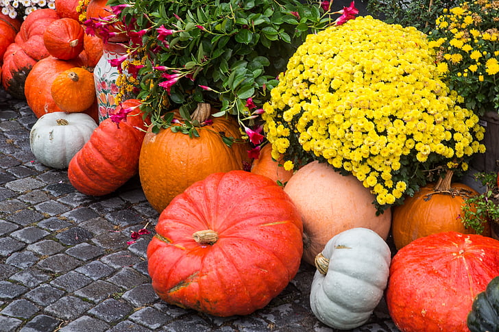 pumpkin, squash, thanksgiving, pumpkin soup, halloween, farm, autumn motives
