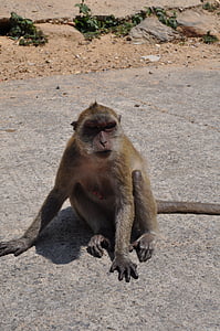 the monkey, thailand, animal, monkey, animal wildlife, animals in the wild, one animal