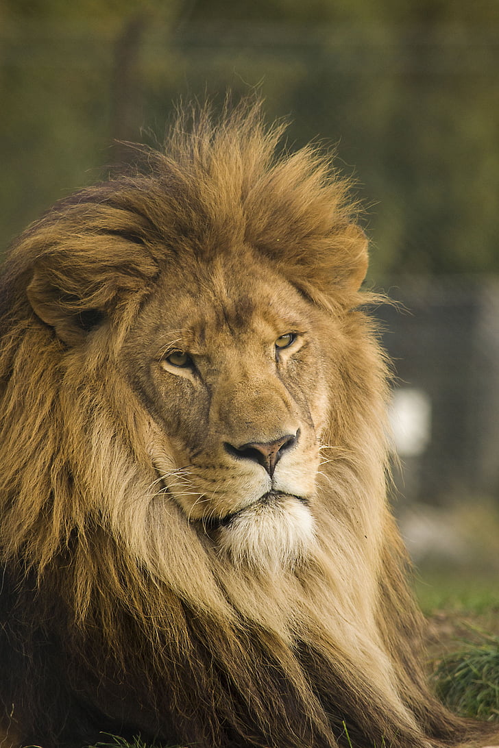 lõvi, looduslike, kass, võimsus, Leader, Mane, üks loom