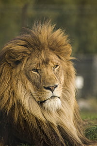 Leão, selvagem, gato, poder, líder, Juba, um animal