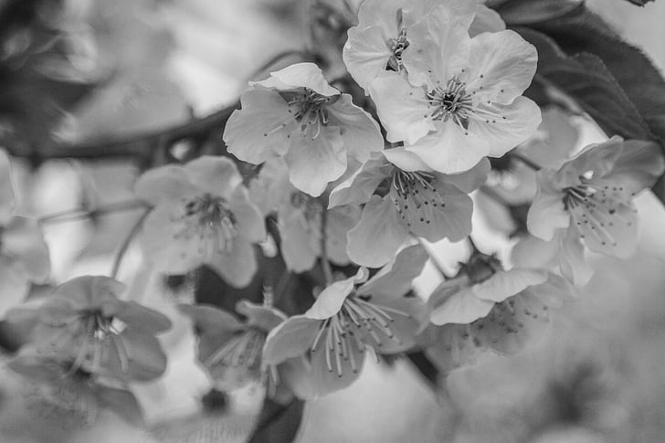 cereja, preto e branco, flor, flor, flor de cerejeira, Primavera, árvore de fruta