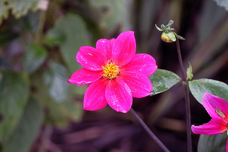 flor, -de-rosa, Guarden, colorido, flores cor de rosa, jardinagem, botânica