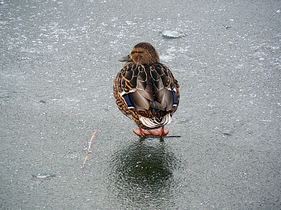 Duck, jää, talvel, külmutatud, lind, loodus, külm