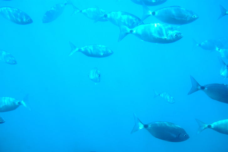 plongée sous-marine, fonds marins, poisson, mer, Espagne