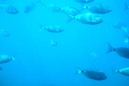 diving, seabed, fish, sea, spain