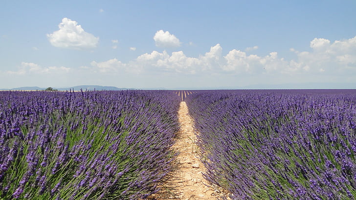 lavende, flowers, lavender, valensole, provence-Alpes-Cote d'Azur, purple, nature