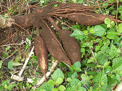 cassava, rot, tuber, mat, styrke, feltet, Harvest
