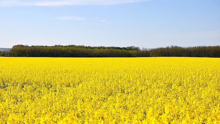 spring, canola field, yellow, nature, oilseed Rape, agriculture, rural Scene
