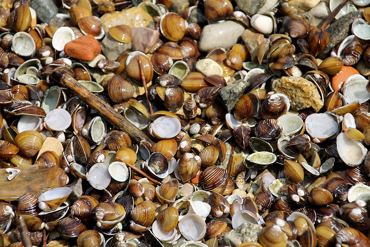 musslor, havet, Italien, stranden, havslevande djur, vrakgods, musselskal