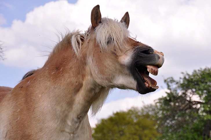 badall, cavall, riure, animal, haflinger, poni, dent