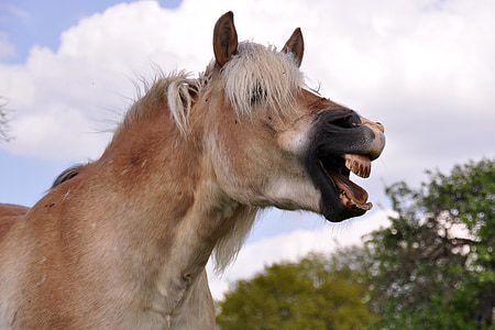 bâillement, cheval, éclat de rire, animal, Haflinger, poney, dent