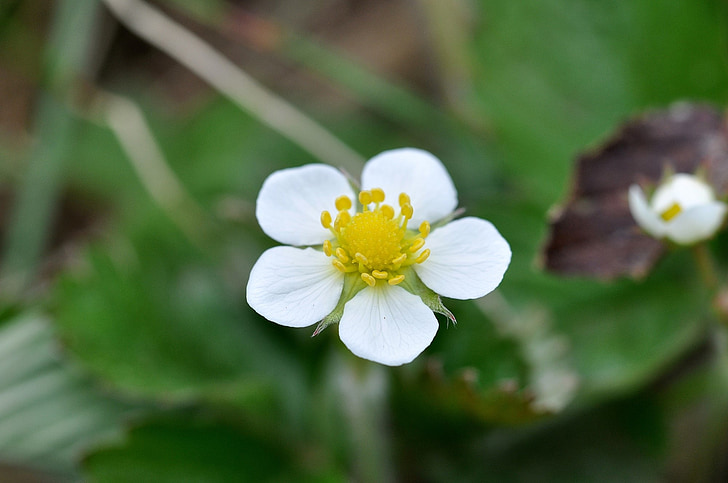 plant, wood strawberry, blossom, bloom, meadow, natural flooring, close