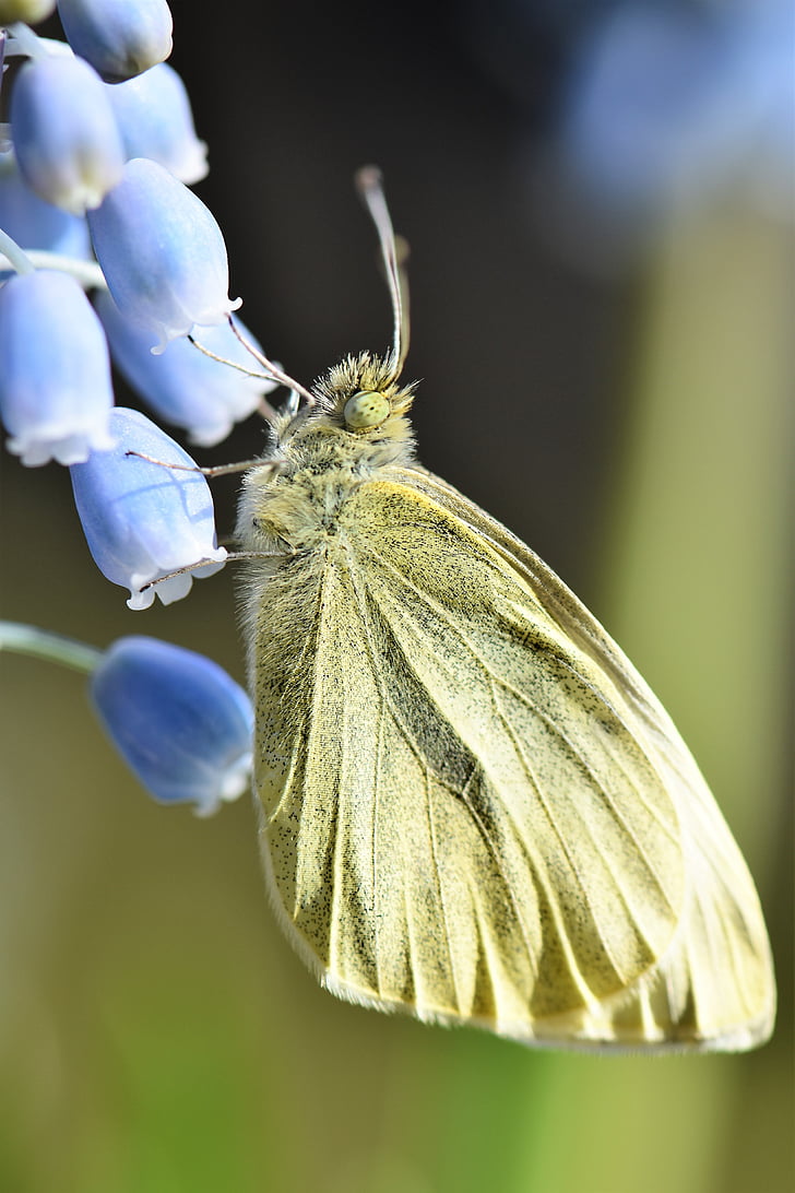 Schmetterling, Gonepteryx rhamni, Tier, Insekt, gelb, in der Nähe, Flügel