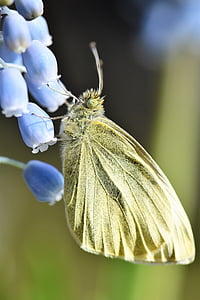 farfalla, Gonepteryx rhamni, animale, insetto, giallo, chiudere, ala