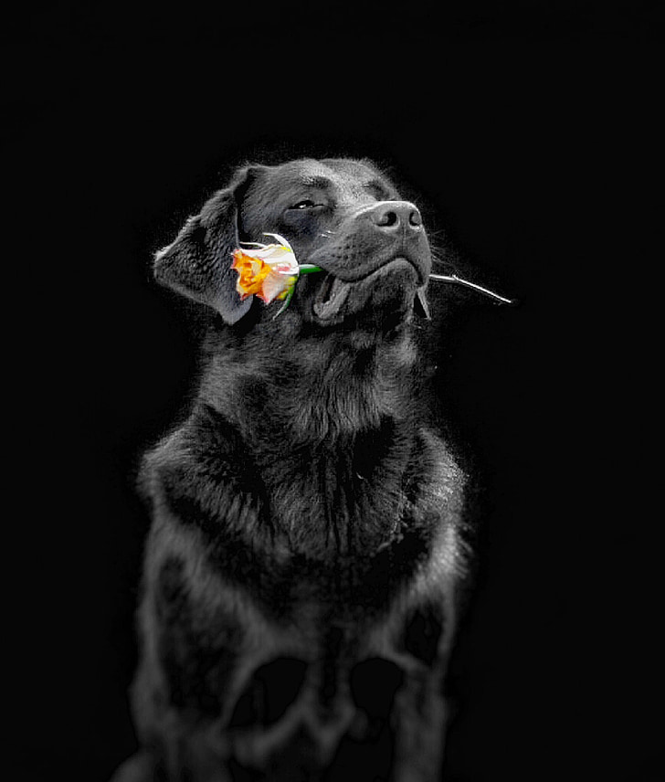 šuo, gėlė, laboratorijos turėtų, augintiniai, gyvūnų, mielas, juodos spalvos