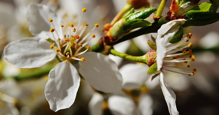 spring, blossom, bloom, nature, plant, tree, garden