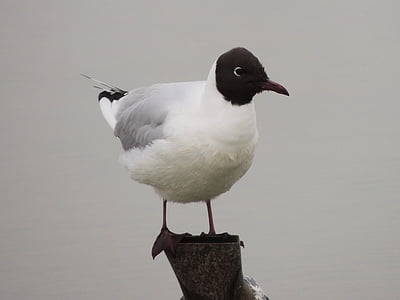 bonaparte's gull, gull, bird, wildlife, avian, seagull, birding