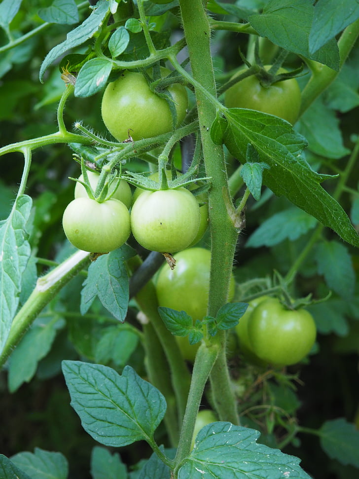 tomate, no madura, verde, verduras, jardín, arbusto de tomate, fruto de la inmadurez