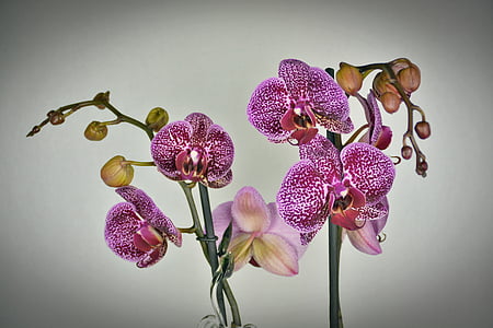 Orquídea, flor, flor, floración, Violeta blanco, púrpura, exóticos