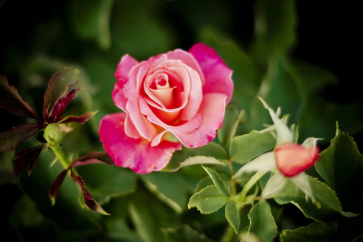rose, nature, roses, flowers, red, pink, beauty
