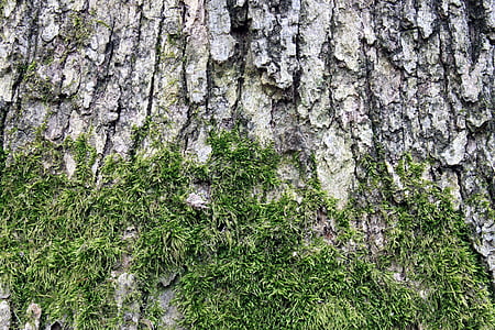 Fondo, textura, Moss, árbol, antiguo, corteza, madera
