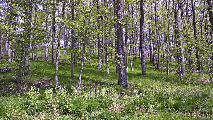 foresta, alberi, natura