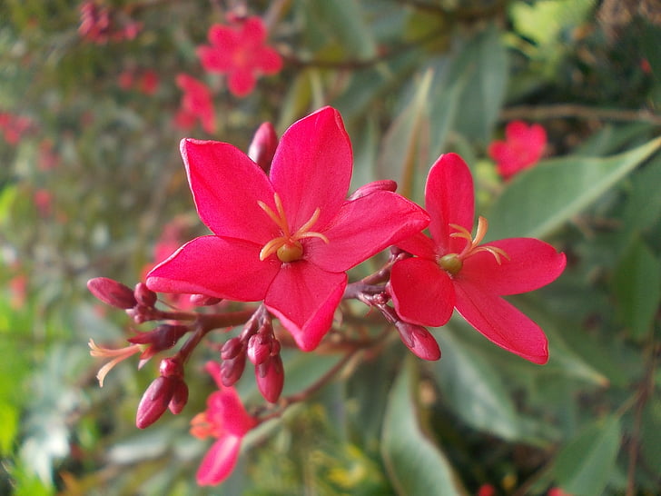 kwiat, kwiaty, Sri lanka, Natura, Peradeniya, Ceylon