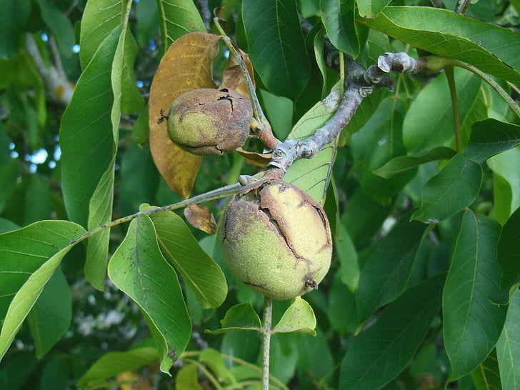 walnut, nut, plant, tree, organic, agriculture, outdoors