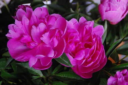 peonies, Rosa, ziedi, daba, augu, rozā krāsa, puķe