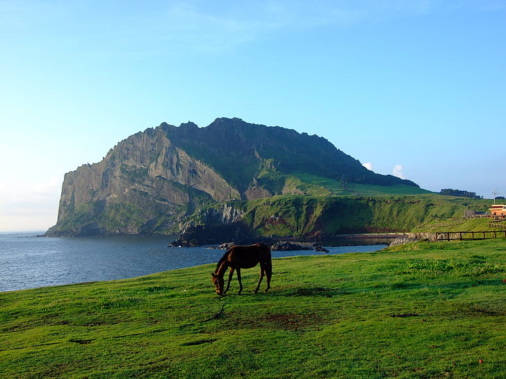 Jeju, Korea, meren rannalla, hevonen, maisema, erämaa, maisemat