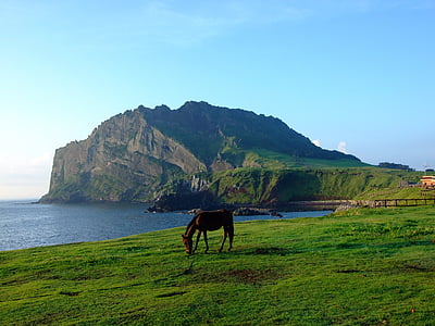 Jeju, Coréia, beira-mar, cavalo, paisagem, natureza selvagem, cenário