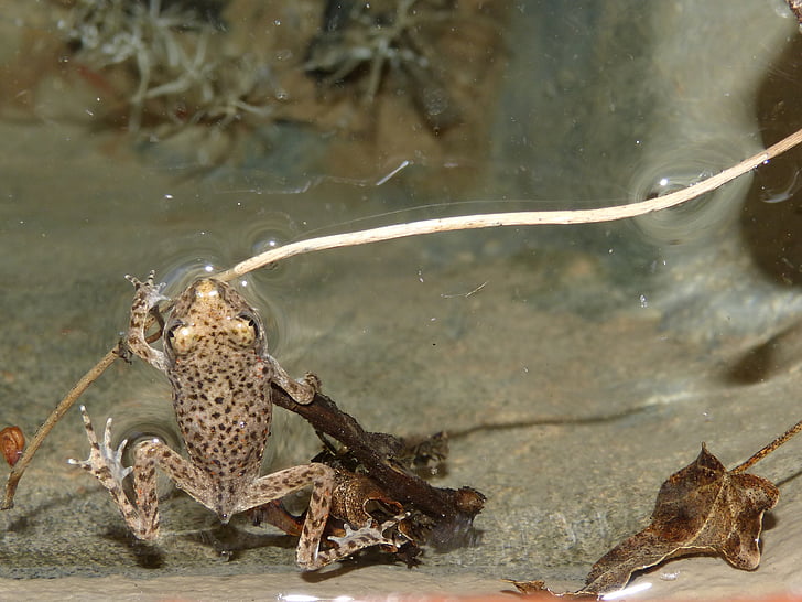 лягушка, маленькая лягушка, нижний регистр, Montsant, пруд
