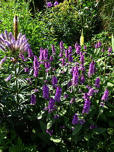 botany, ornamental garden, flower bed, umbel, purple, pink, spring