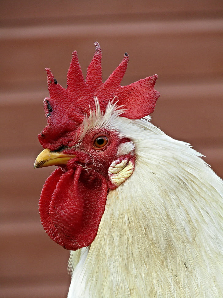 bird, farm, rooster, chicken, cockerel, poultry, chicken - Bird