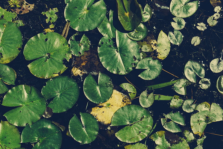 lilie, Příroda, závod, rybník, Vodní lilie, vodní rostlina, list