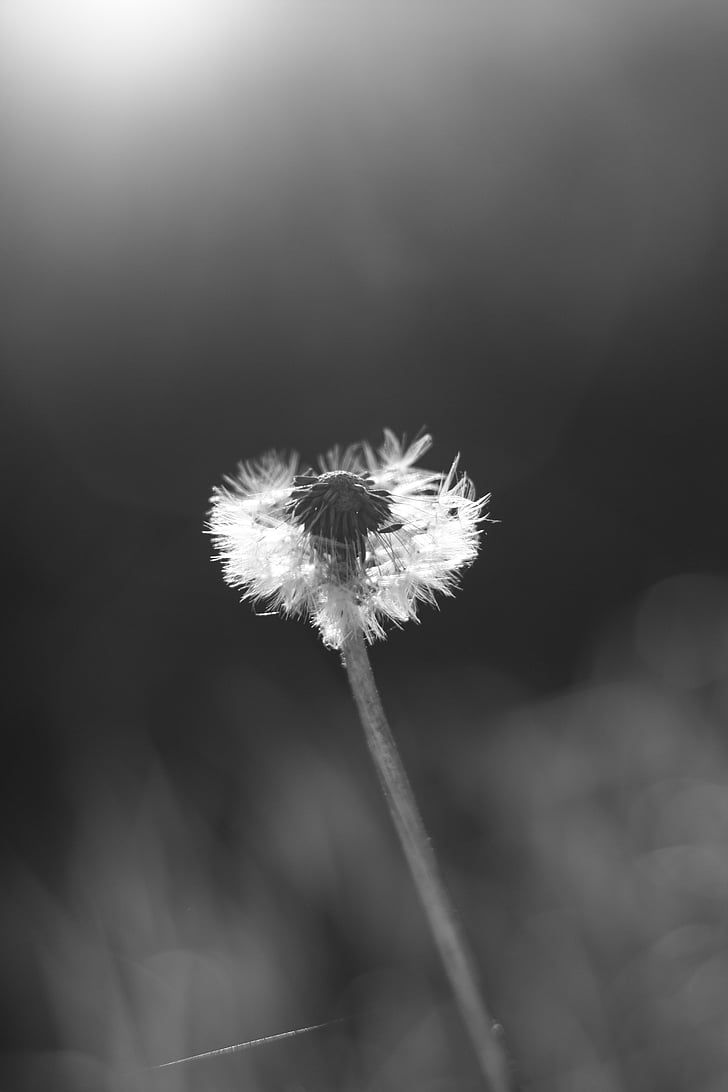 flower, dandelion, black and white, nature, plant, seed