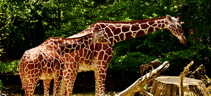 Giraffen, wildes Tier, Flecken, langen Halse, Tiere, Afrika, Zoo