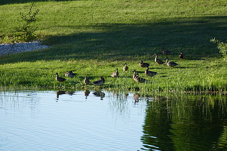 ducks, pond, lake, nature, bird, wildlife, water