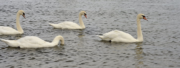 swans, birds, nature, animal
