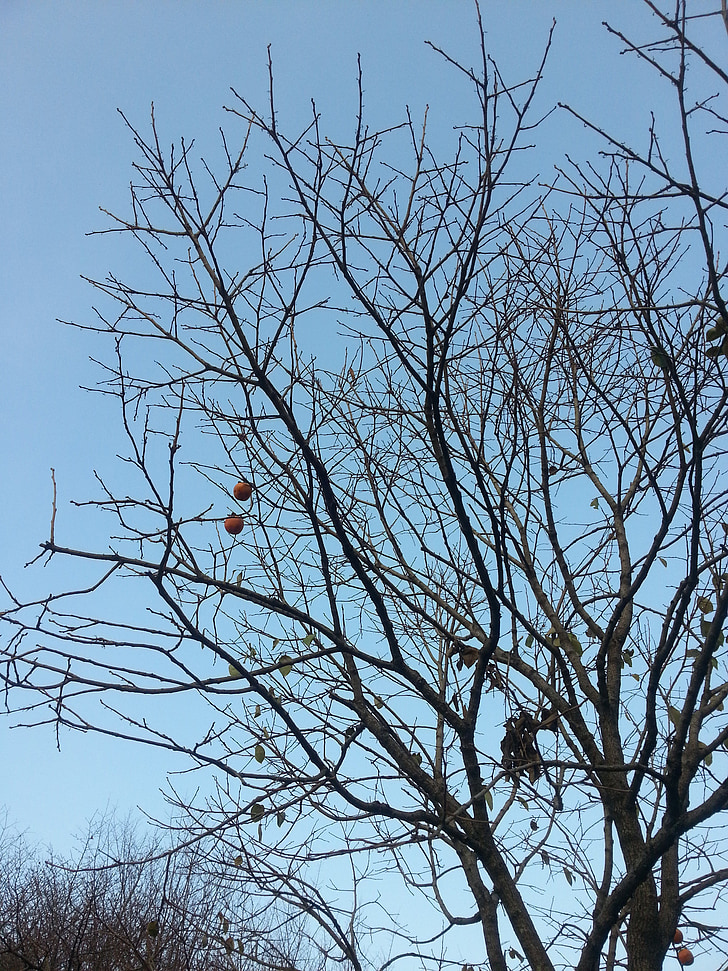 persimmon, the tree of death, autumn, wood