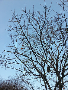 Kaki, der Baum des Todes, Herbst, Holz