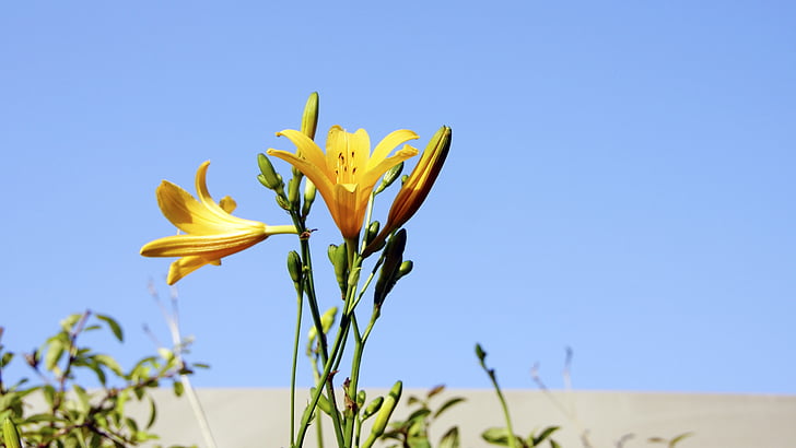lily, flowers, sky, nature, plant, flower, blue