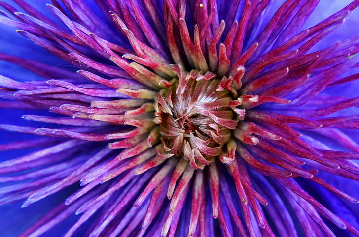 flor, flor, natura, porpra, macro, flor