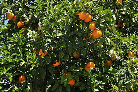 oranges, arbre, feuillage, fruits, agrumes, mandarine, orange - fruits