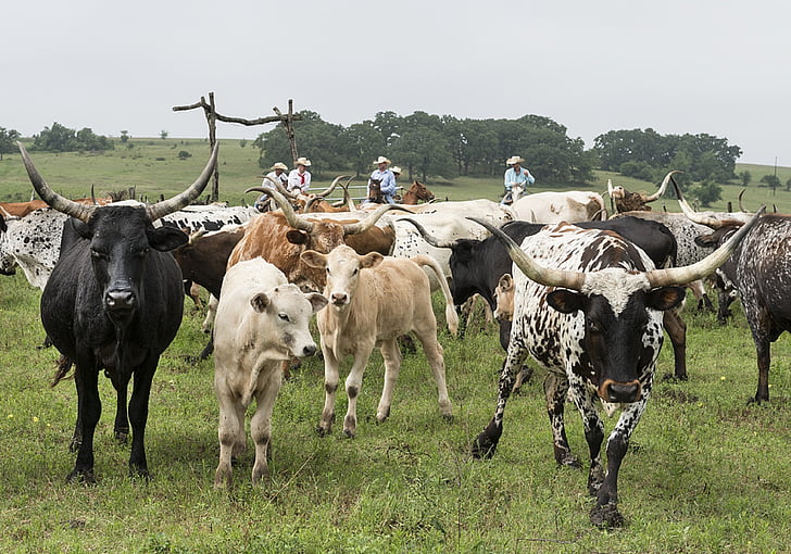 วัว longhorn, ฟาร์มปศุสัตว์, ปศุสัตว์, เนื้อวัว, เกษตร, คาวบอย, ทุ่งหญ้า