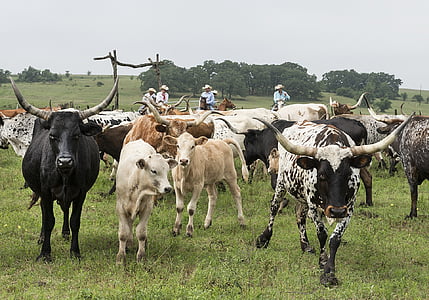dlouhorohý dobytek, ranč, hospodářská zvířata, hovězí maso, zemědělství, kovbojové, pastviny