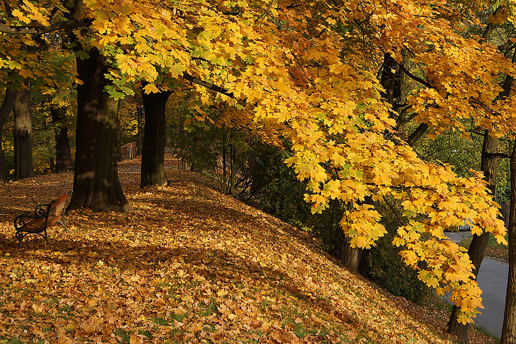hösten, hösten guld, lövverk, guld, gula blad, gränd, höstlöven