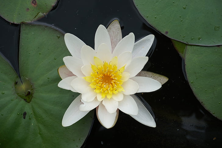 water lily, pond, aquatic plant