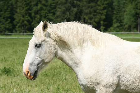 Verão, cavalo branco, cabeça de cavalo, alimentação do cavalo, zona rural