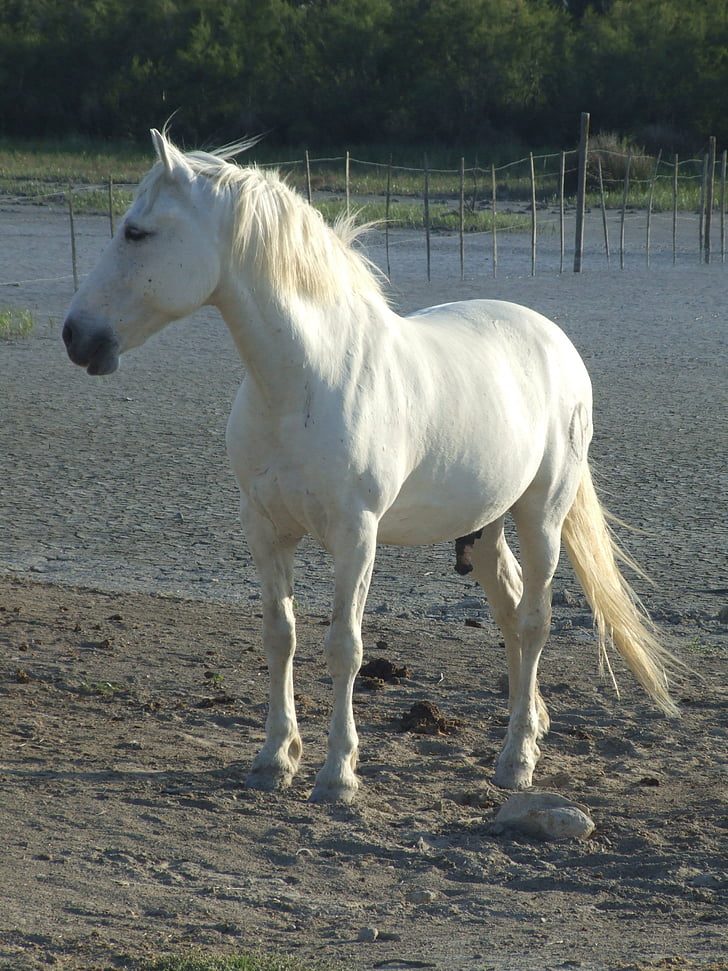 cheval, Camargue, France, animal, crinière, nature, Stallion